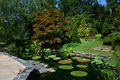 2008-07-24 Lily pond at Duke Gardens 3.jpg