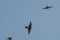 3 Bee-eaters flying.jpg