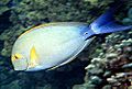 Acanthurus xanthopterus by NPS.jpg