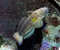 Amblygobius phalaena.jpg