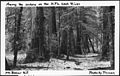 Among The Cedars on The North Fork Sauk River, Mount Baker National Forest, 1936. - NARA - 299081.jpg