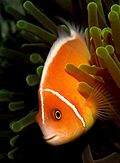 Amphiprion perideraion.jpg
