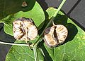 Aristolochia clematitis 20041011 2560.jpg
