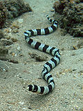 Banded snake eel Nick Hobgood.jpg