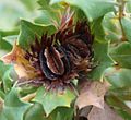 A whorl of leaves surround a whorl of narrow brown involucral bracts, which in turn surround a dark brown structure that looks a bit like an open mouth, with which is a light brown winged structure, the seed separate.