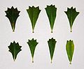 Eight leaves, arranged in a 4 by 2 grid, on a white background. All are wedge-shaped, tapering to a point at the bottom, and a zigzag pattern at the top. The degree and shape of flare varies, as does the number of teeth.