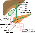 Biliary system new.svg