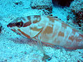 Blacktip grouper epinephelus fasciatus.JPG