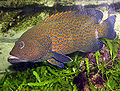 Blue-spotted.grouper.arp.jpg