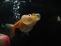 Bubble Eye goldfish.jpg