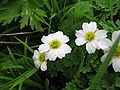 Callianthemum hondoence 01.jpg