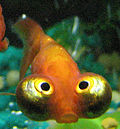 Celestial eye goldfish.jpg