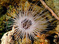 Cerianthidae (Tube-dwelling anemone).jpg