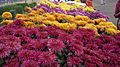 Chrysanthemum-mix.jpg