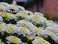 Chrysanthemum Bunch Closeup 3264px.jpg