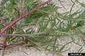 Coleophora klimeschiella damage1.jpg