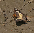Common Yellow-breasted Flat Gerosis bhagava at Jayanti, Duars, West Bengal W Picture 192.jpg