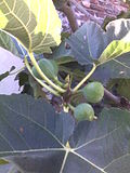 Common fig - leaves and green figs.jpg.jpg