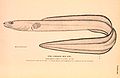 Conger sea eel.jpg