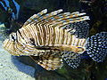 Dendrochirus zebra 2007.jpg