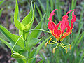 Flame Lily.jpg