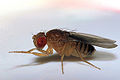 Fruit fly5.jpg