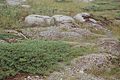 Gerry's Nose NFLD Juniperus horizontalis 02.JPG