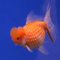 Goldfish Pearl Scale.jpg