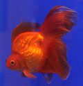 Goldfish Ryukin.jpg