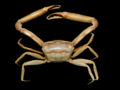 A rhomboidal crab with long legs on a black background.