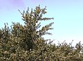 Gymnosporia heterophylla - African Spikethorn tree 14.jpg