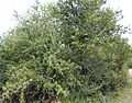 Gymnosporia heterophylla - African Spikethorn tree 6.jpg