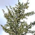 Gymnosporia heterophylla - African Spikethorn tree in flower 18.jpg