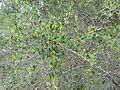 Gymnosporia heterophylla - Spikethorn security hedge - Cape Town 1.JPG