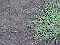 Harig vingergras detail plant (Digitaria sanguinalis.jpg