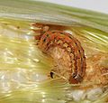 Helicoverpa zea larva.jpg