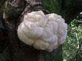Hericium erinaceum on an old tree in Shave Wood, New Forest - geograph.org.uk - 254892.jpg