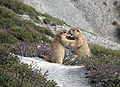 Himalayan marmots.jpg