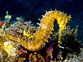 Hippocampus hystrix (Spiny seahorse) yellow.jpg