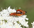 IC Rhagonycha fulva1.JPG