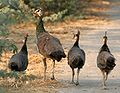 Indian Peahens I IMG 9647.jpg