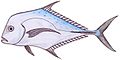 Indian threadfin (Alectis indicus).jpg