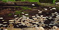 Many Oyster Mushrooms MontMD.jpg