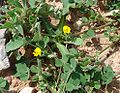 Medicago littoralis1.jpg