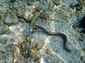 Moray eel and fish.JPG