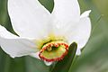Narcissus poeticus macro.jpg