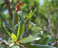 Northern Bayberry Leaves 1304px.jpg