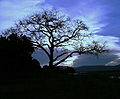 Nyala Tree Manyuchi.jpg