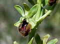 Ophrys sphegodes, Dover 1.JPG