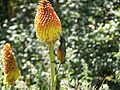 Orange-breasted Sunbird (Nectarinia violacea).jpg
